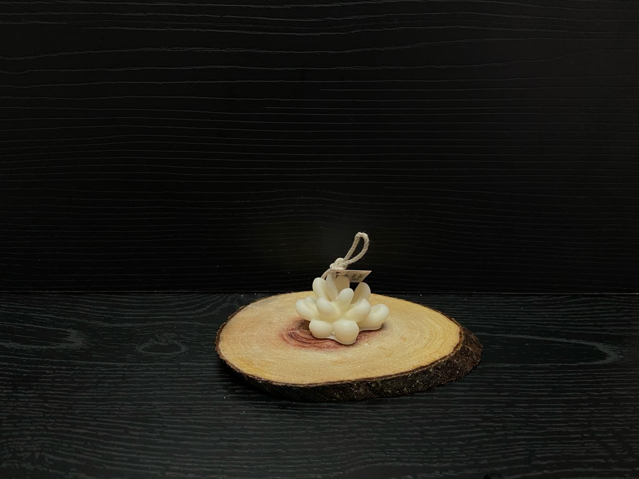 VELAS SUCULENTAS 1,60 USD