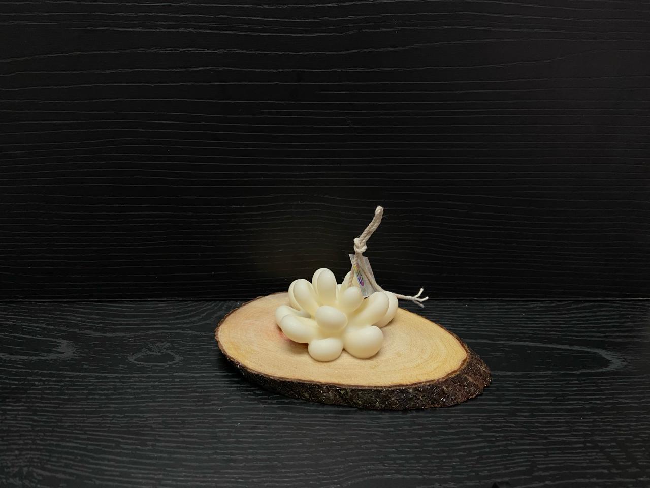 VELA SUCULENTAS 1,80 USD